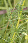 Yellow Spring bedstraw 